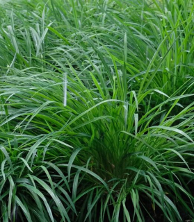Carex oshimensis 'Evergreen'